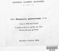 Humaria pinetorum image